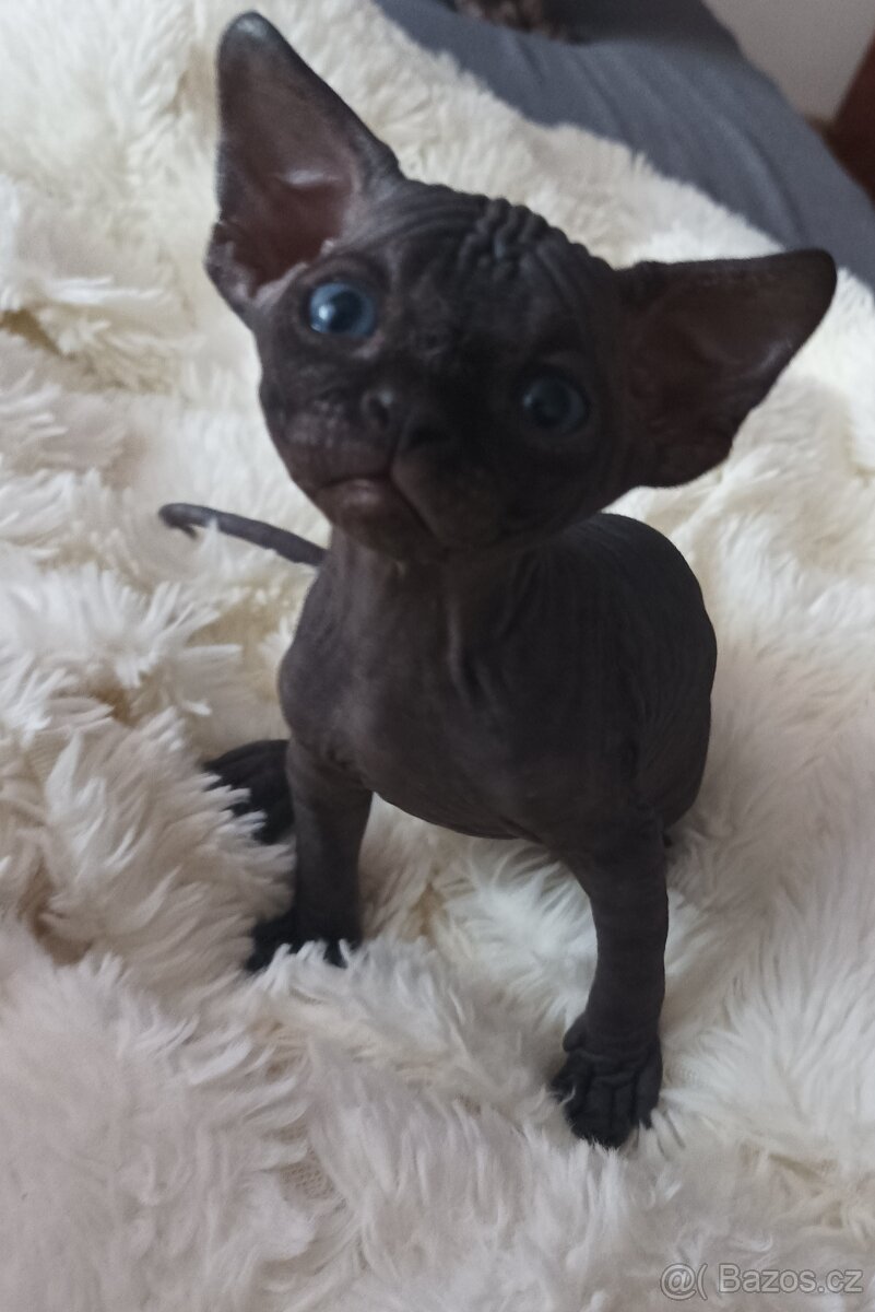 Kanadský sphynx