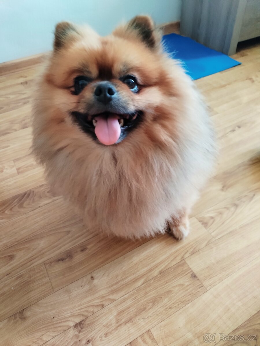 Nabízím ke krytí pomeranian