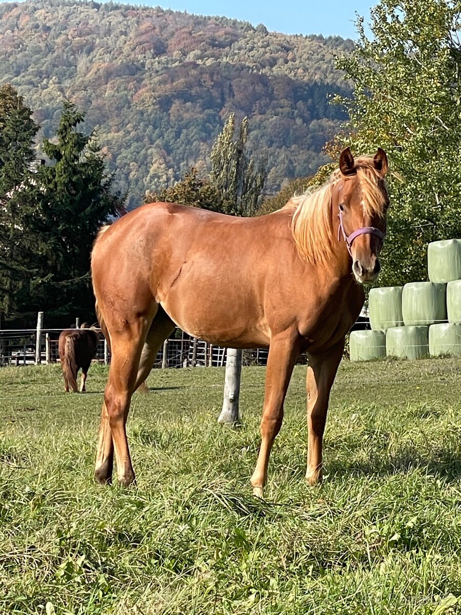 Paint horse
