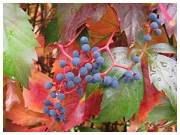 popínavá liána - PSÍ VÍNO (Přísavník pětilistý)viz text,fota