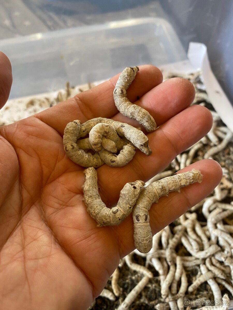 Bourec morušový (bombyx mori)