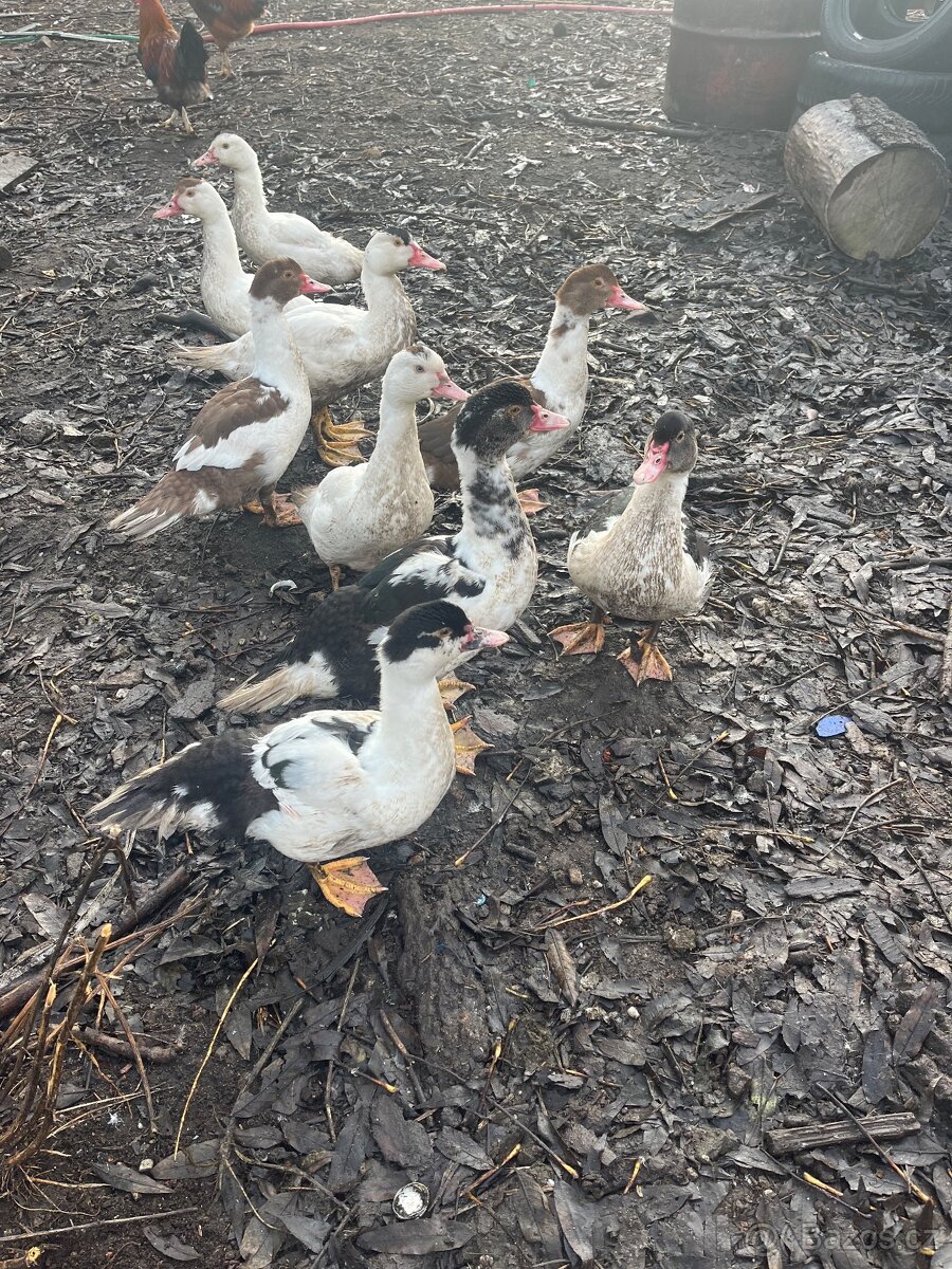 Kachna pižmová čínská - káčata