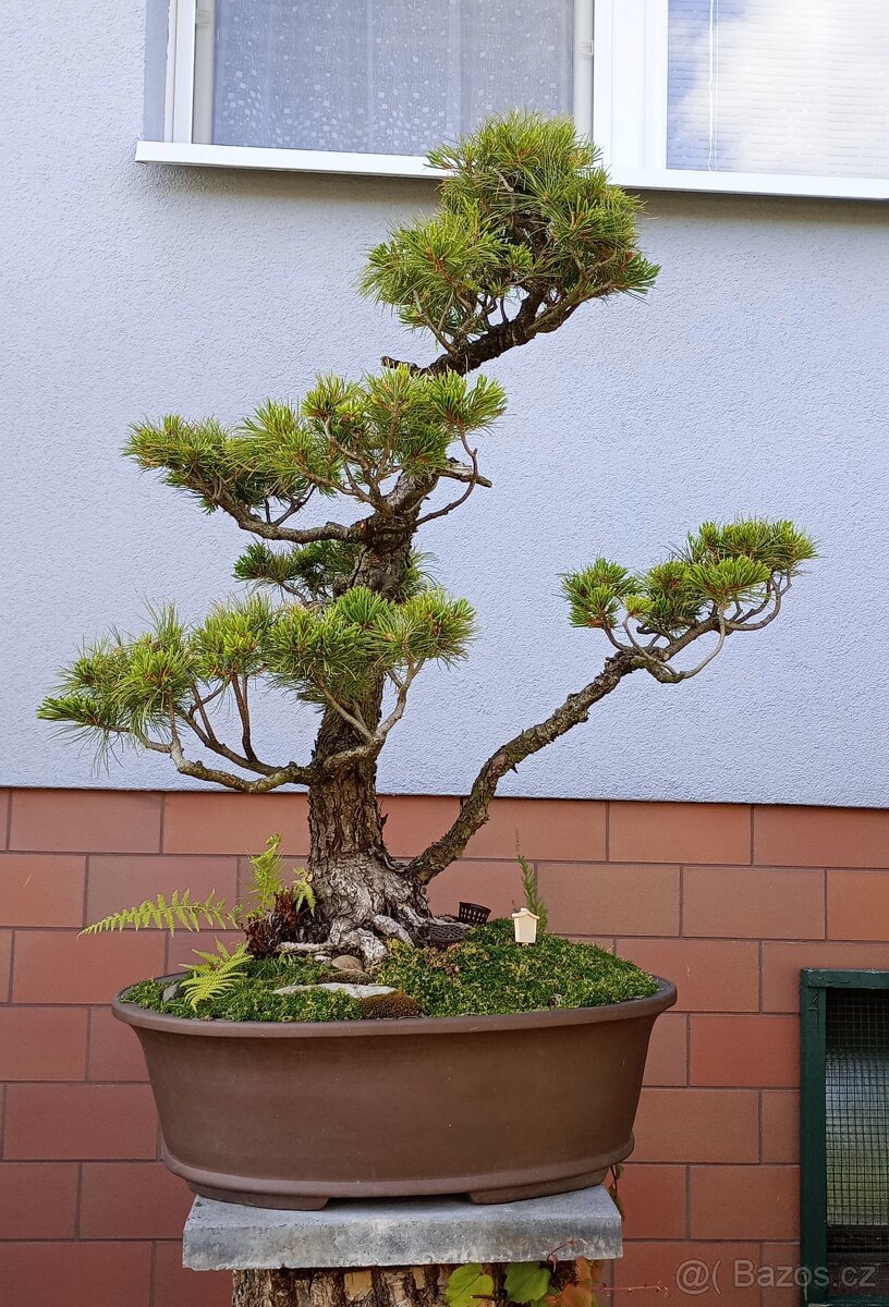 Borovice drobnokvětá bonsai