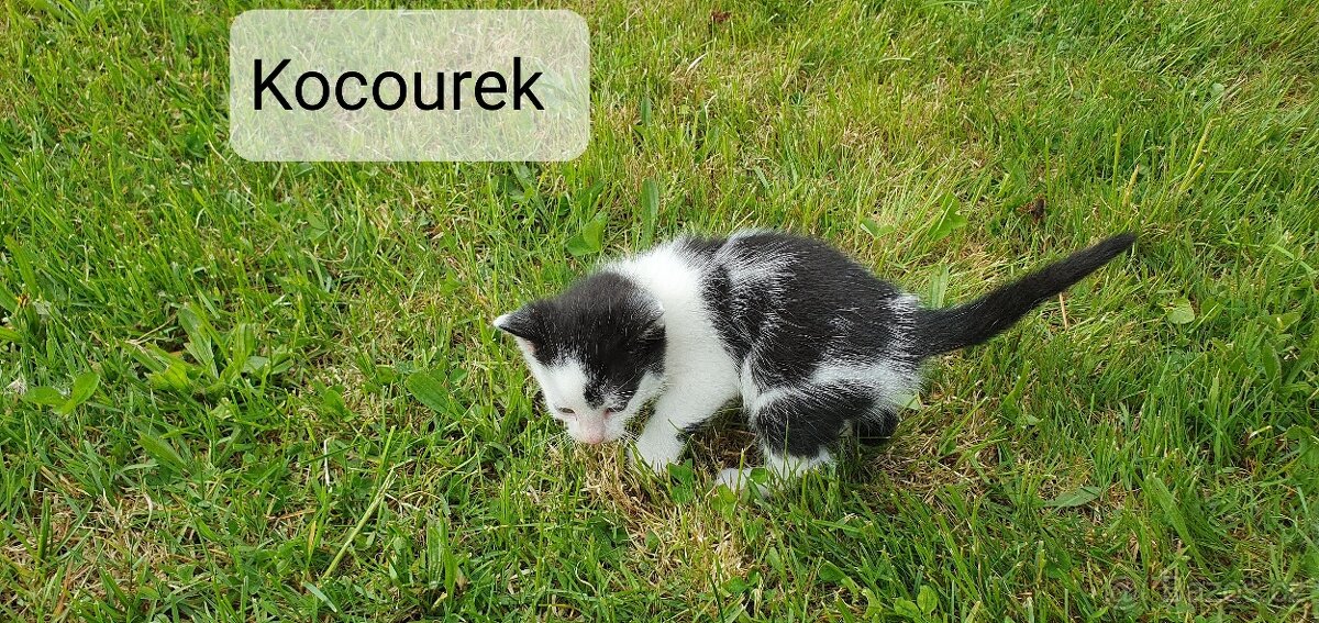 Daruji koťata do dobrých rukou
