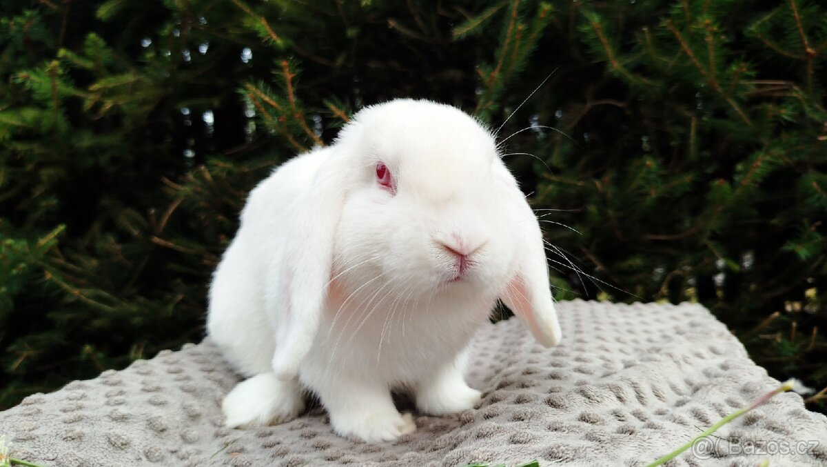 Zakrslý beránek, králíček, králík - WILLIAM