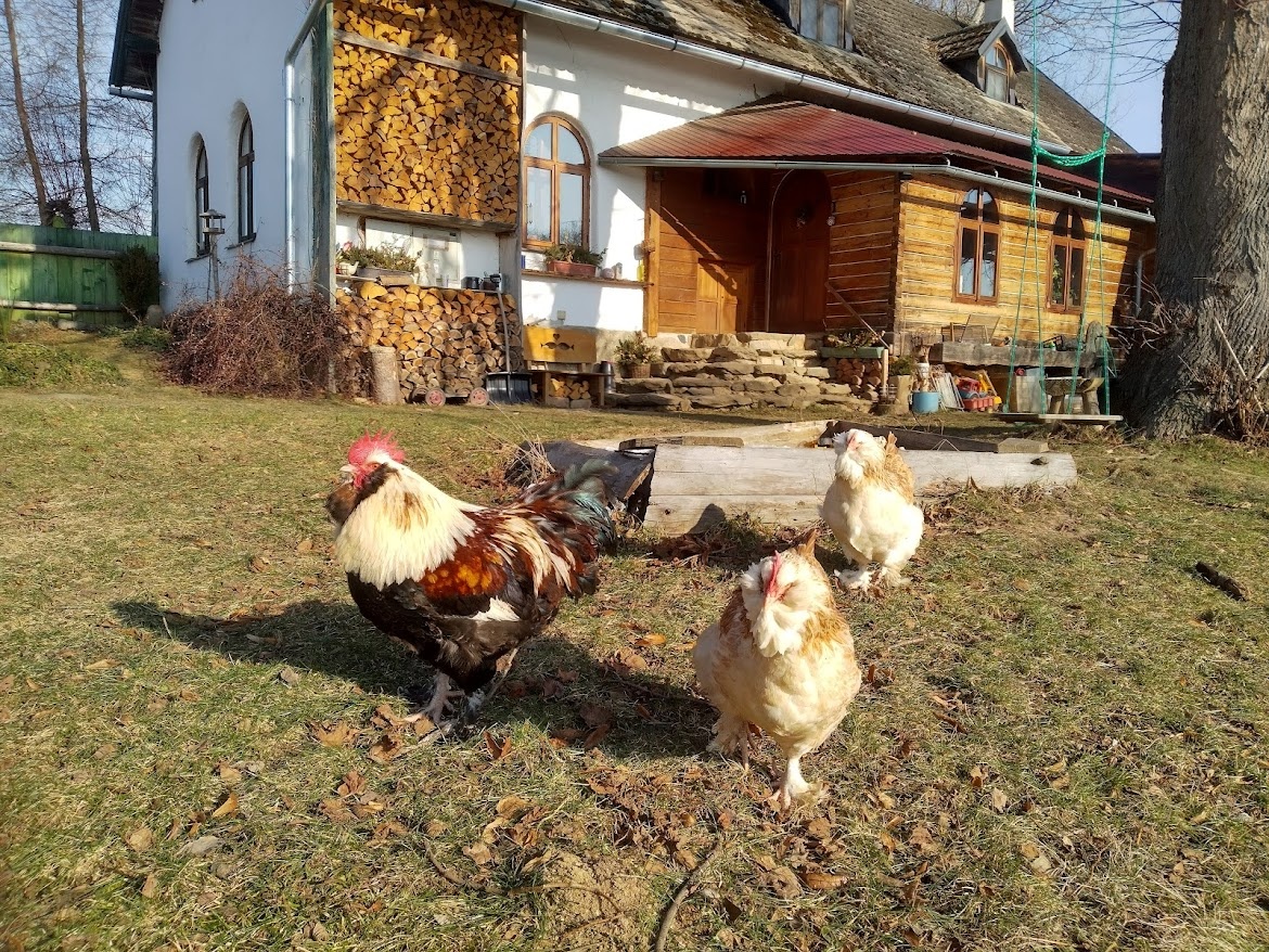 Faverolka lososovitá - slepice a kohouti