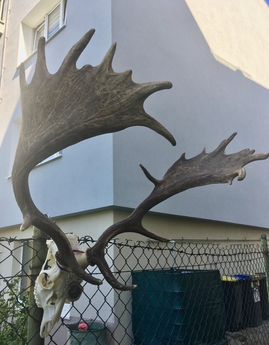 +++++ Medailová trofej silného daňka +++++