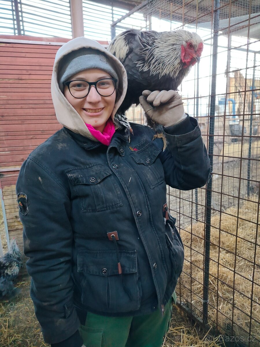 Prodám brahamku velkou