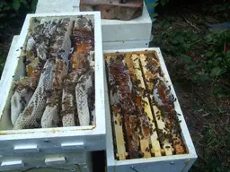 Včelí oddělky červen 2026