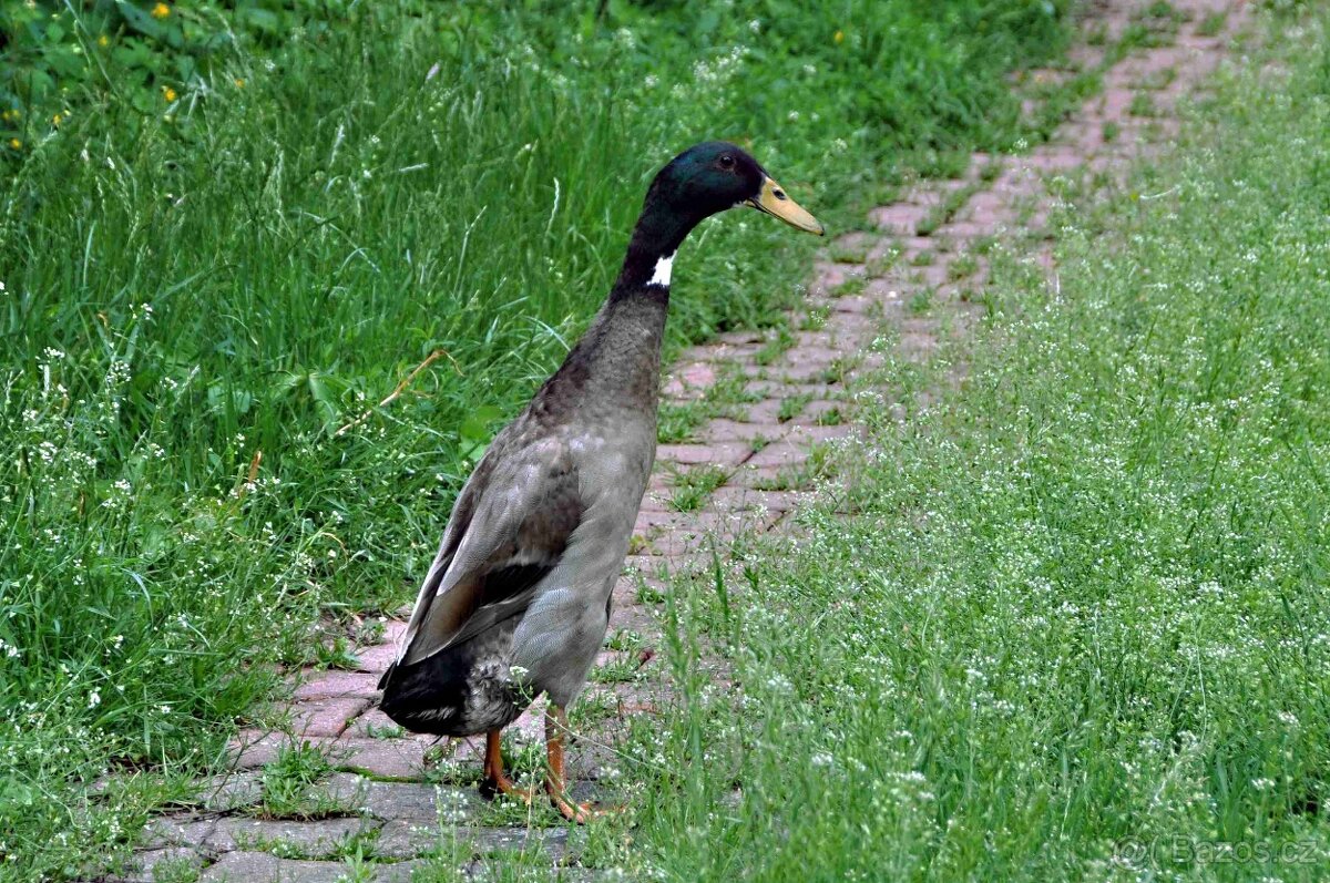 Indický běžec