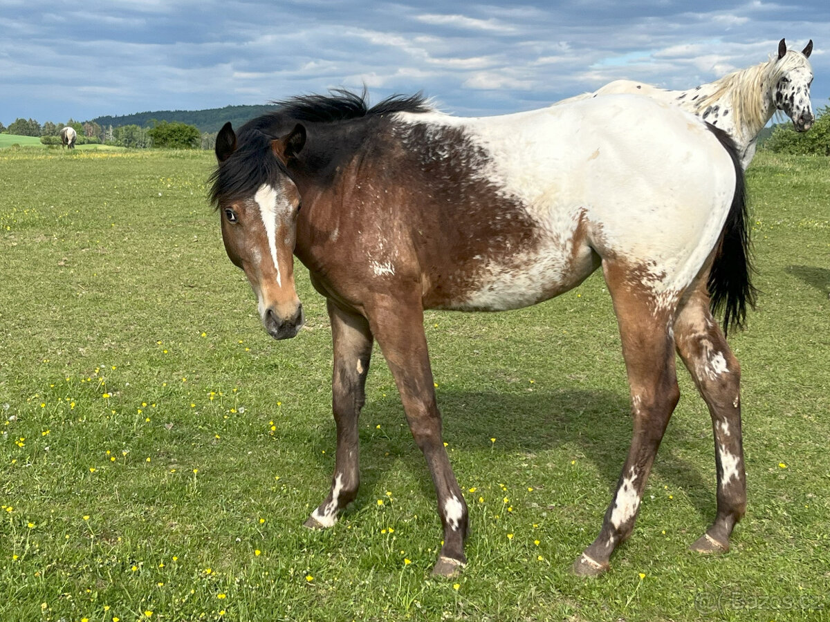 Roční klisna Appaloosa