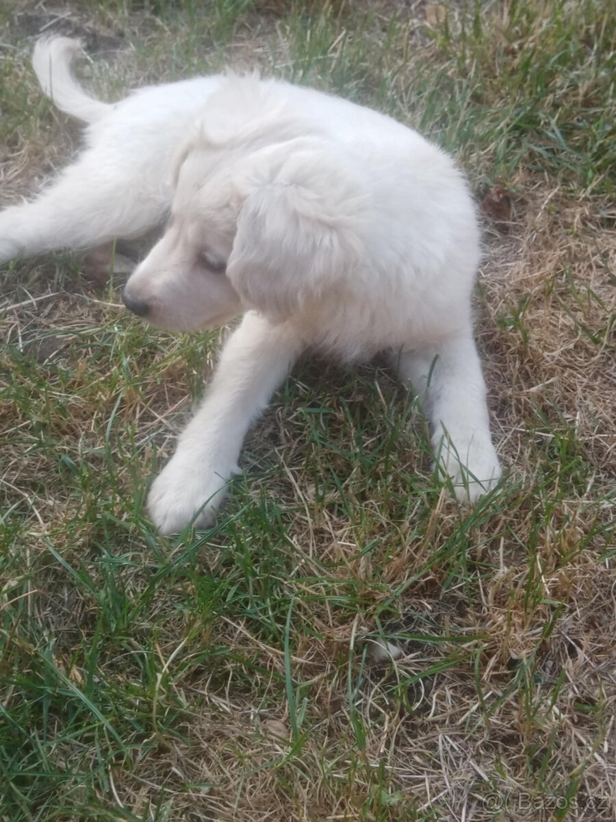 Bílý švýcarský ovčák x Labrador