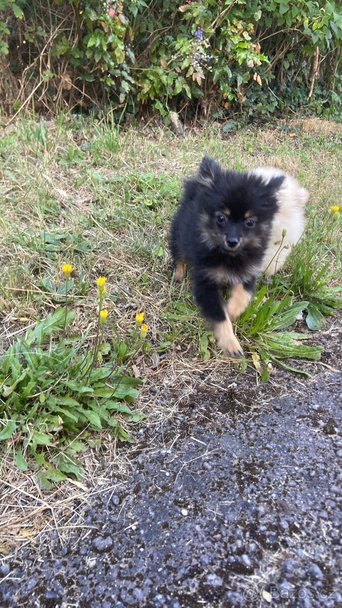 Pomeranian bez PP