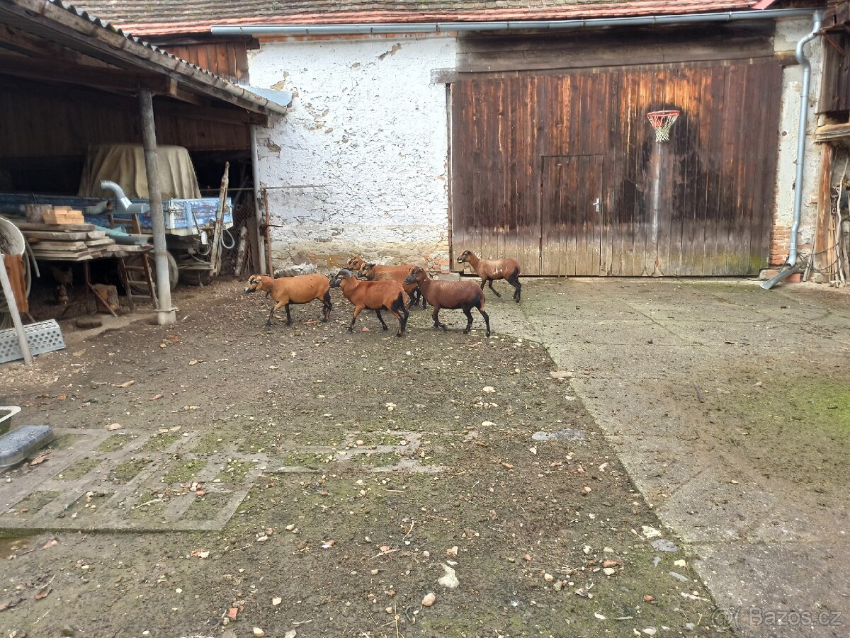 Ovce Kamerunská