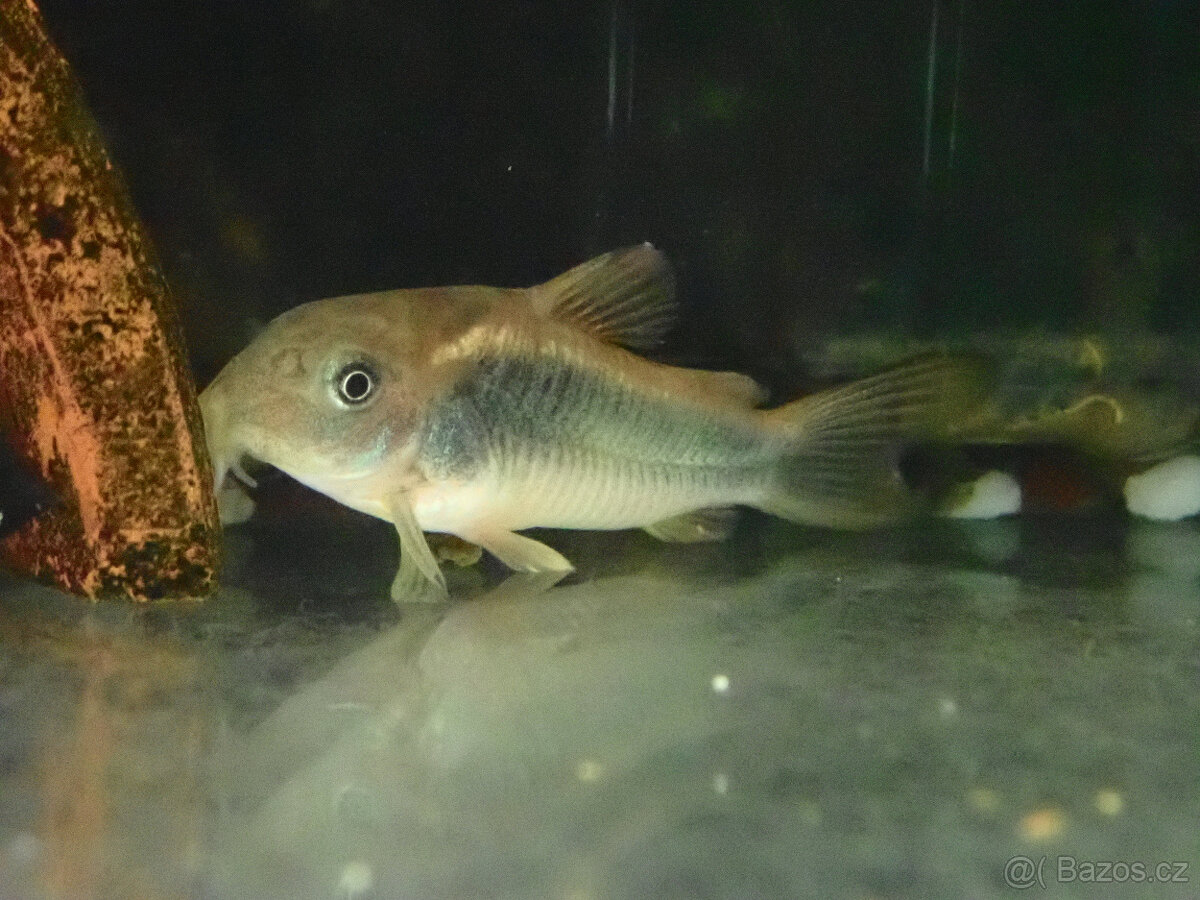 Pancéřníček zlatopásý