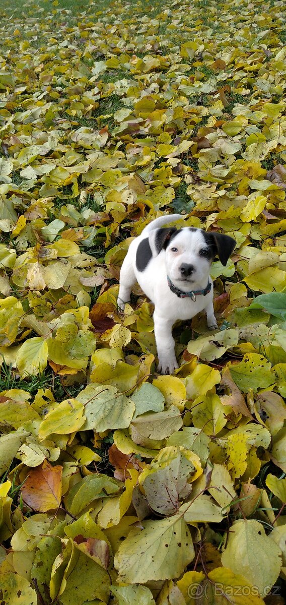 Jack Russell teriér - štěně