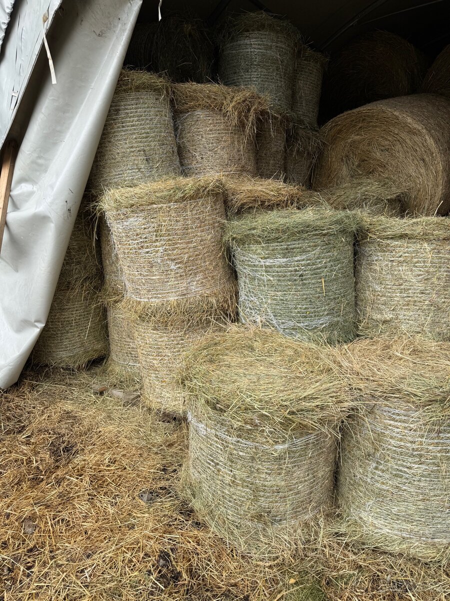 Prodám letošní seno - kulaté balíky velké i malé