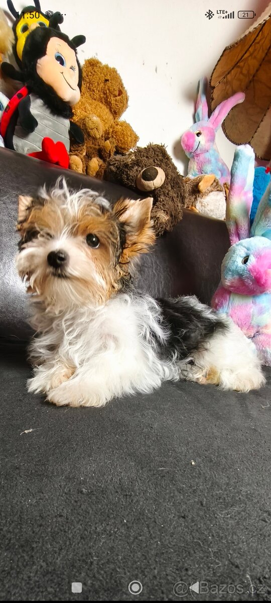 Biewer jorkširsky terier s PP