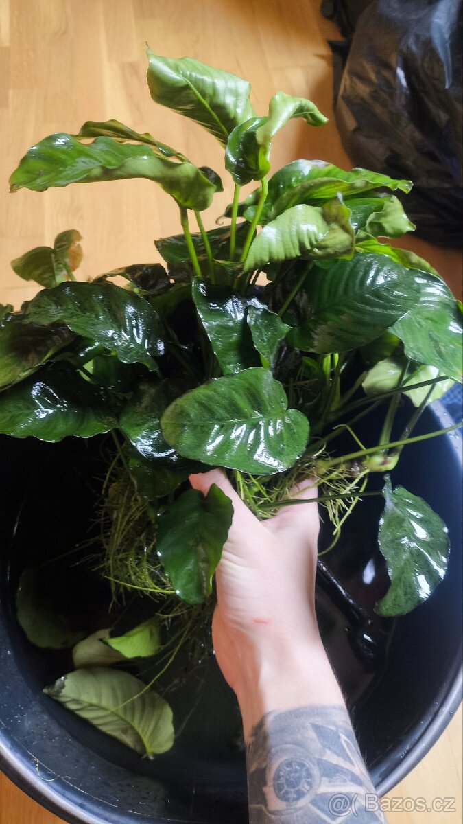 Anubias