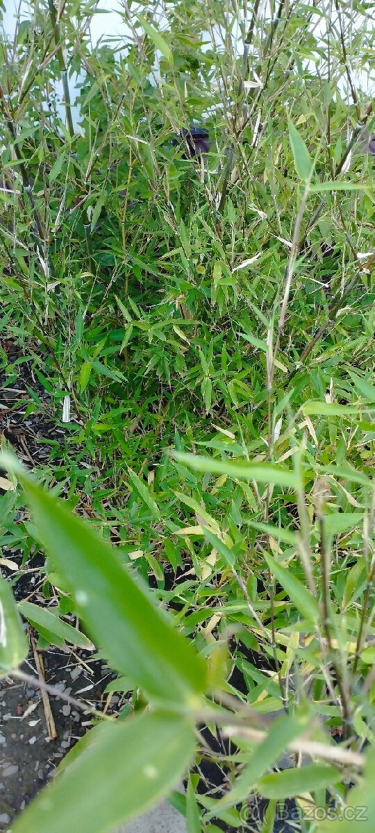 Mrazuvzdorné bambusy phyllostachys vivax huanwenzhu Vsetín