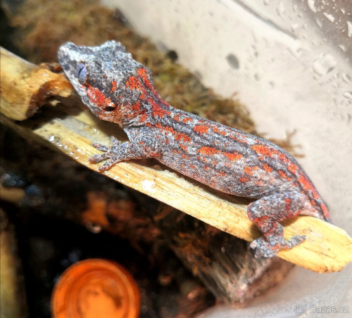 Rhacodactylus Auriculatus - Pagekon hrbolkohlavy