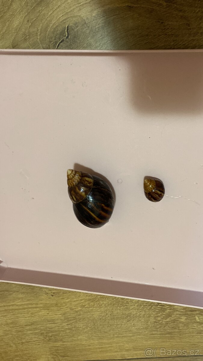 Africký šnek 🐌