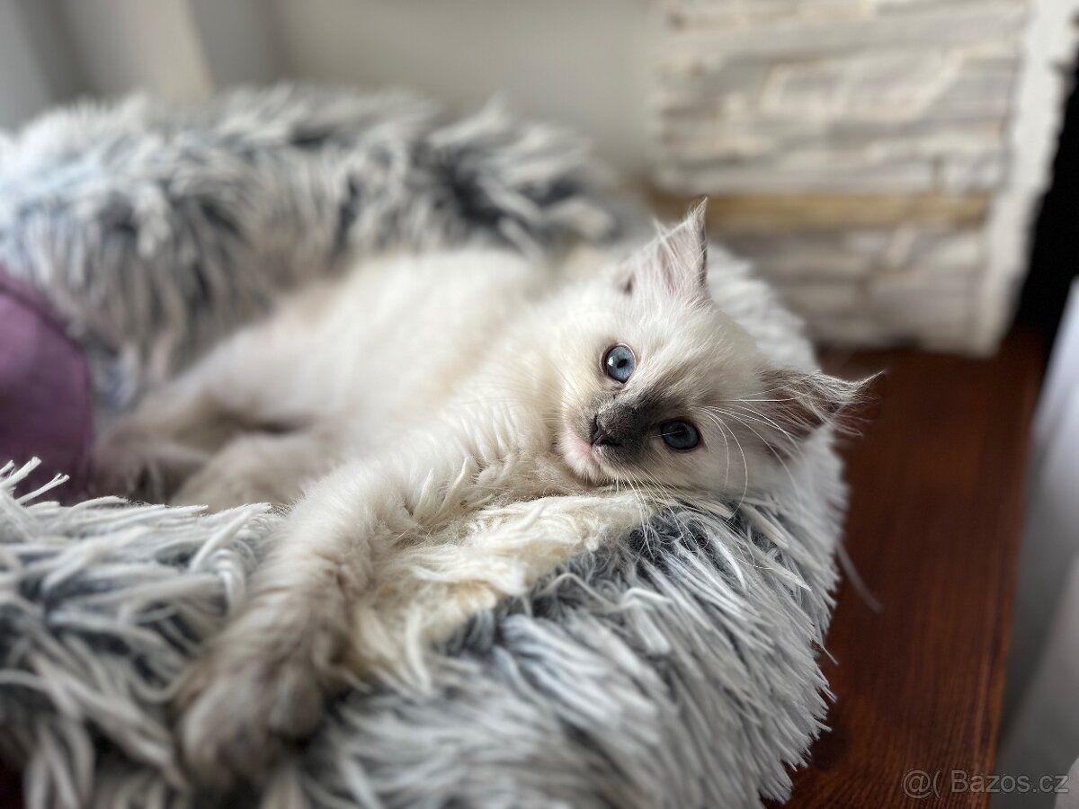 Ragdoll kotě holčička bez PP na prodej