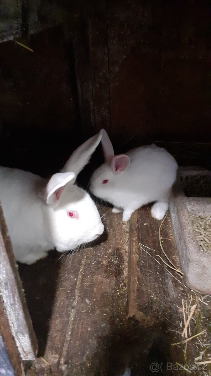 Brojlerovy samci Hyla