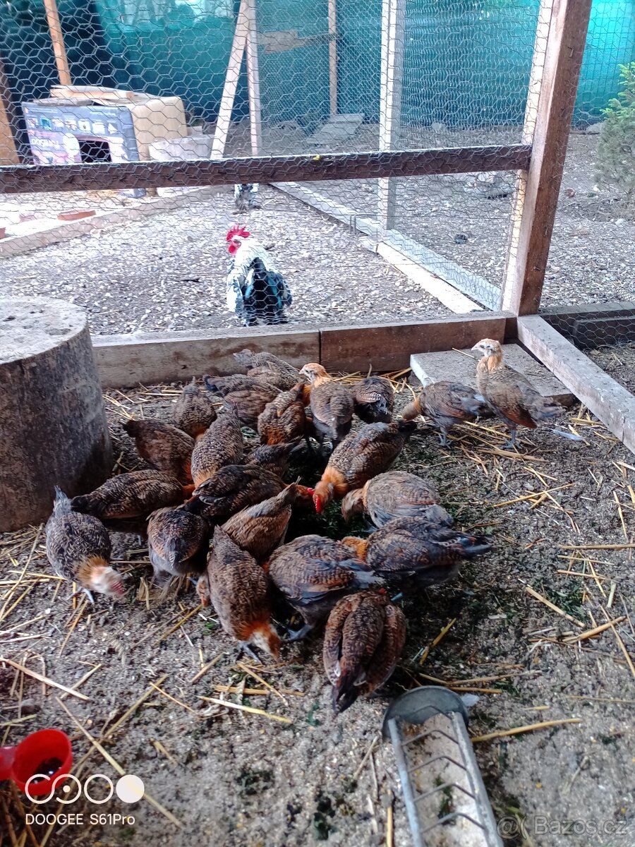 Česká kropenka