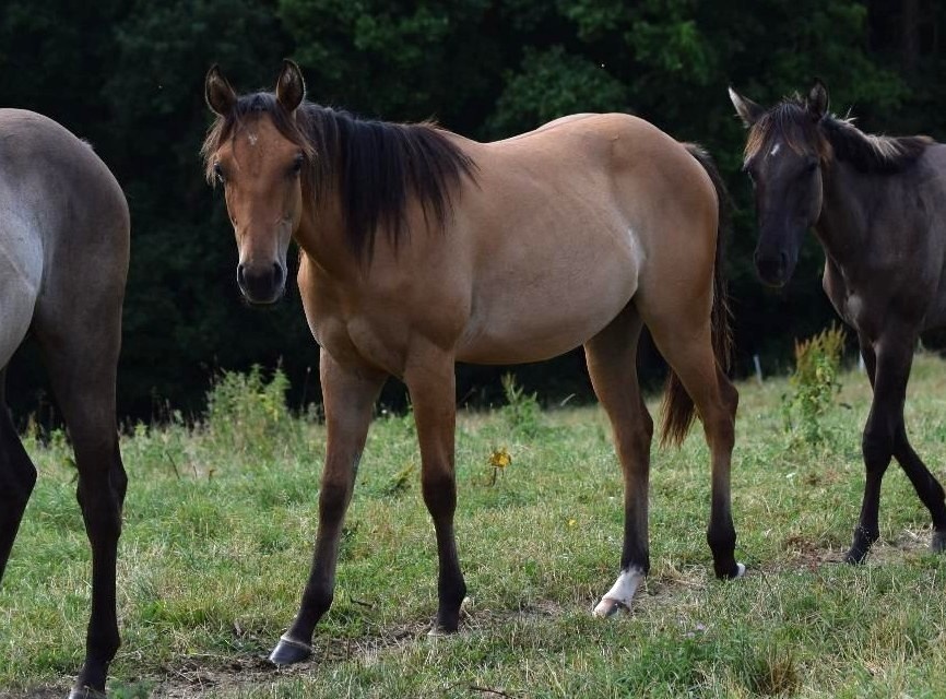 Atraktivní roční DUN kobylka American Quarter Horse