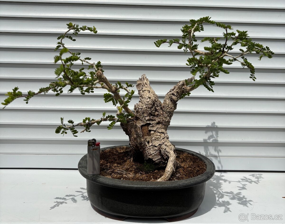 Bonsai Tamarindus Indica