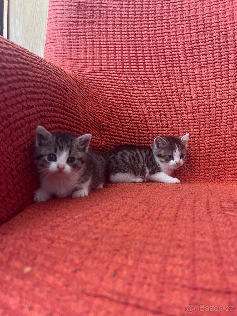 Daruji koťátka