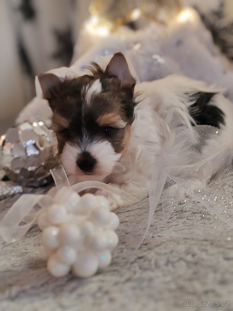 Jorkšírský teriér s PP biewer