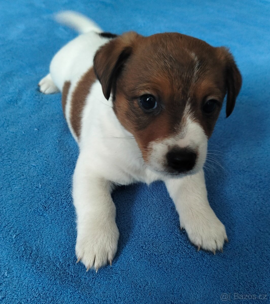 Jack Russel teriér