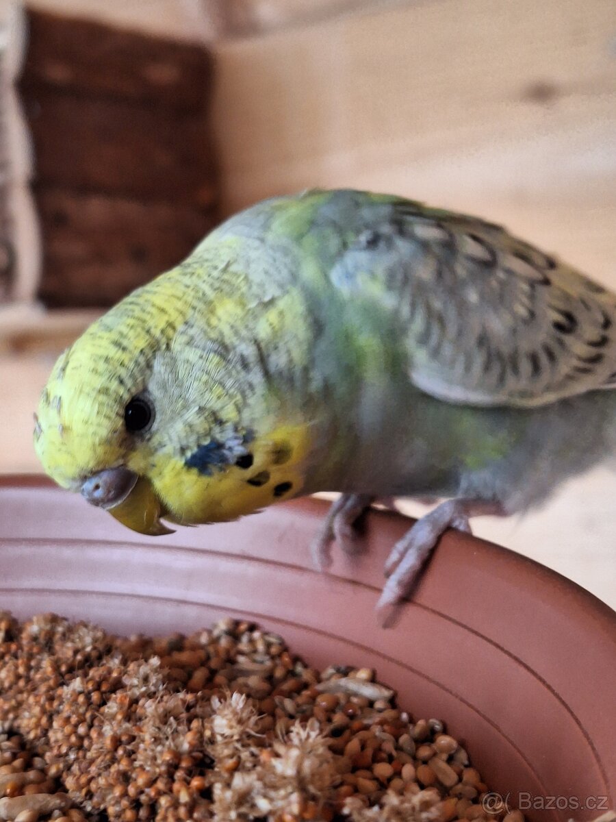 Mladá andulka samička