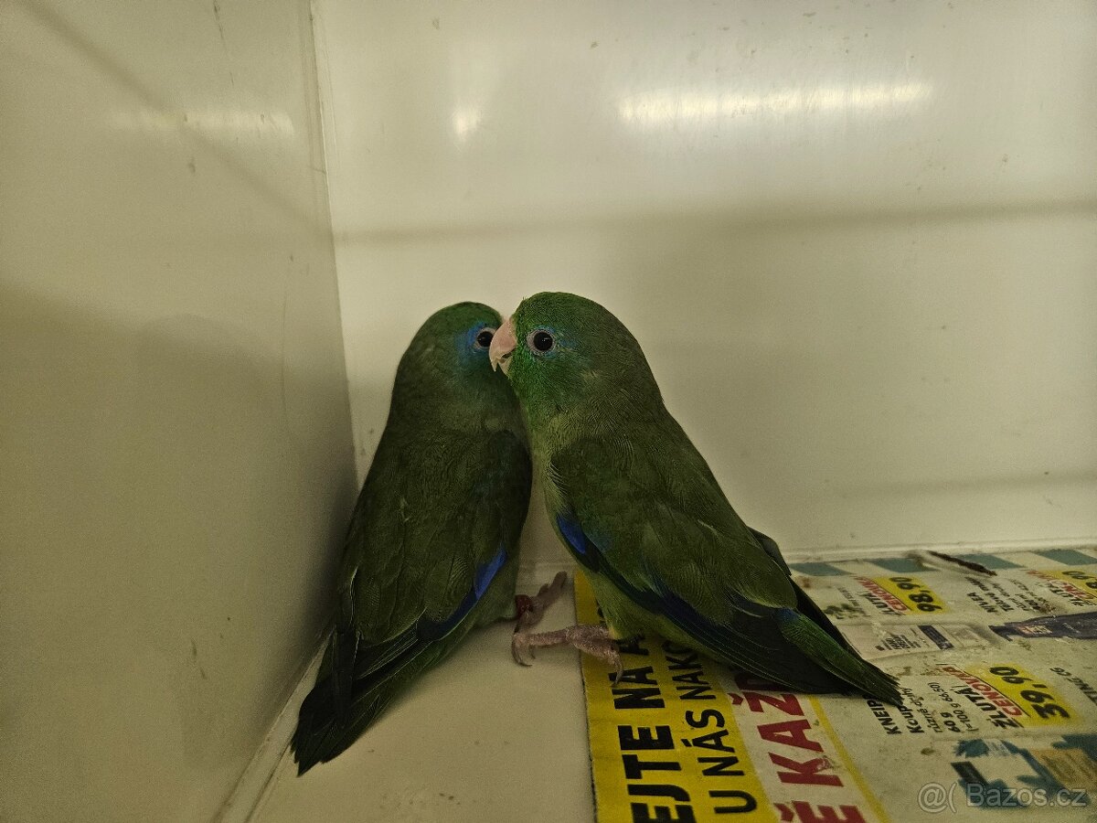 Papoušíček brýlatý