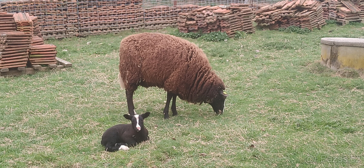 Jehně beránek Zwartbles