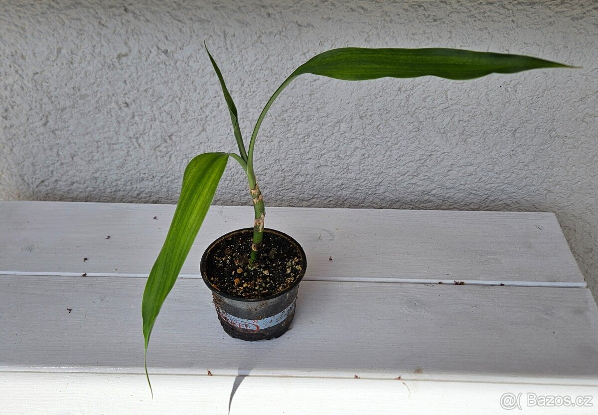 Dračinec pruhovaný (Lucky Bamboo)