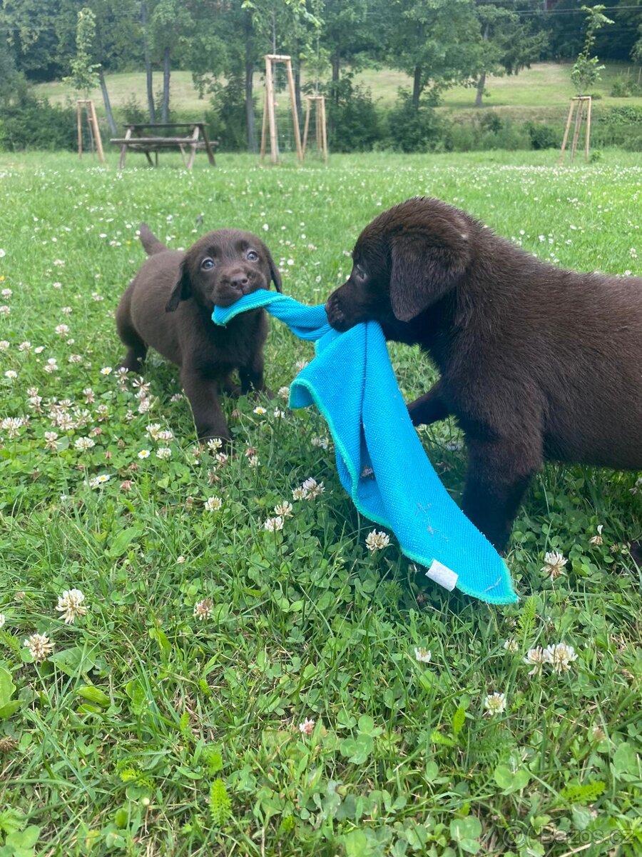 Labradorský retriever čokoláda - štěňátka s Průkazem Původu