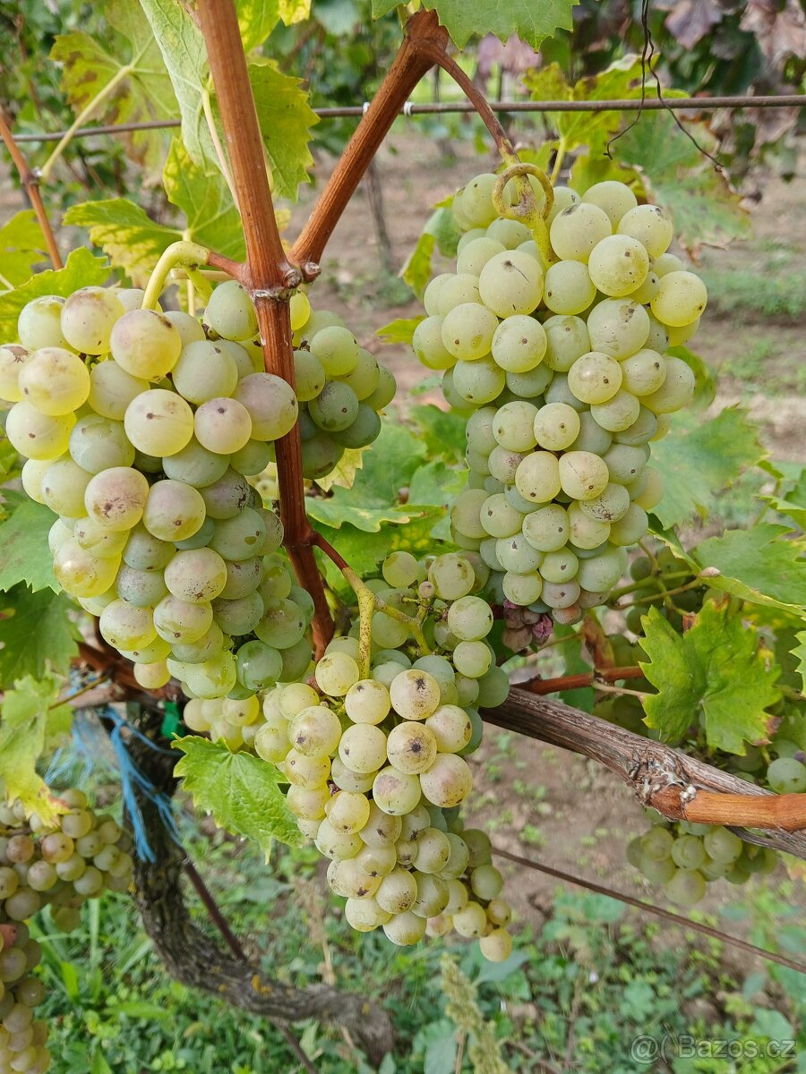 Prodám hrozny-Ryzlink vlašský-cukernatost 19 st.