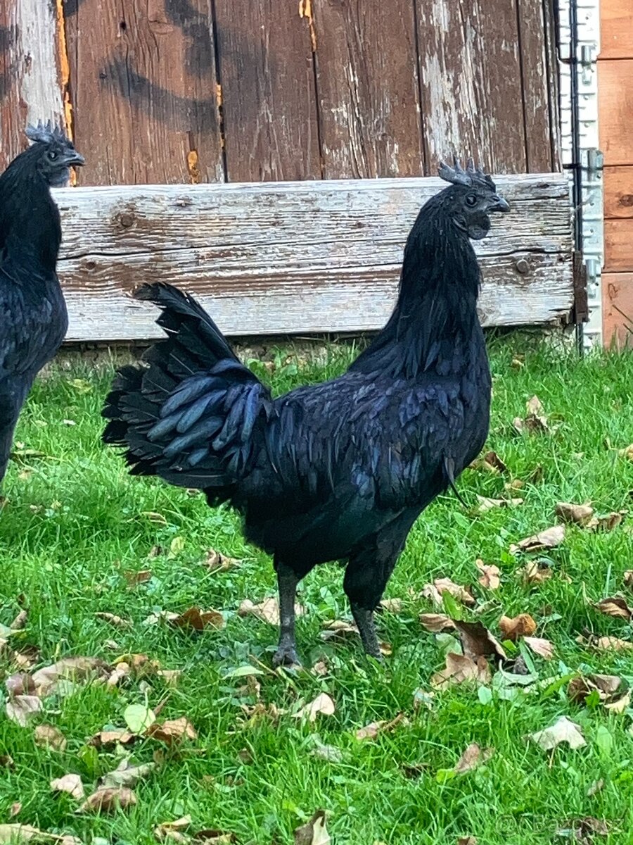 Prodám 17týdenní kohouty Ayam Cemani
