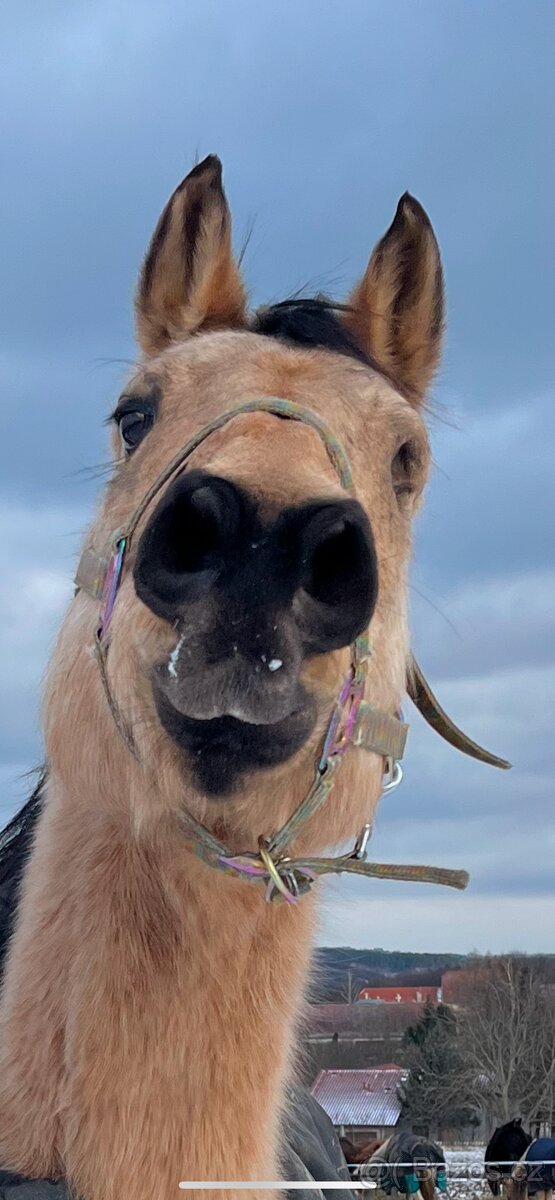 Koupím koně na rekreaci