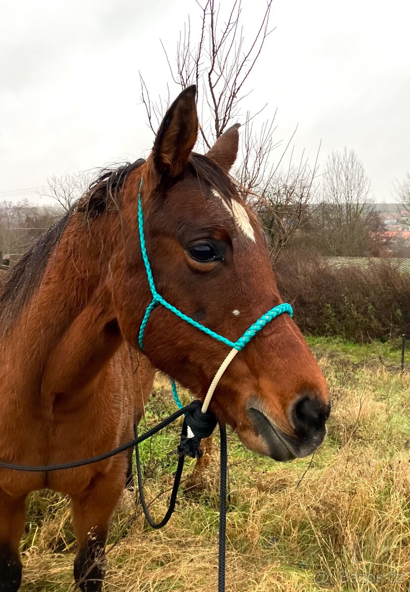 Loping hackamore na míru