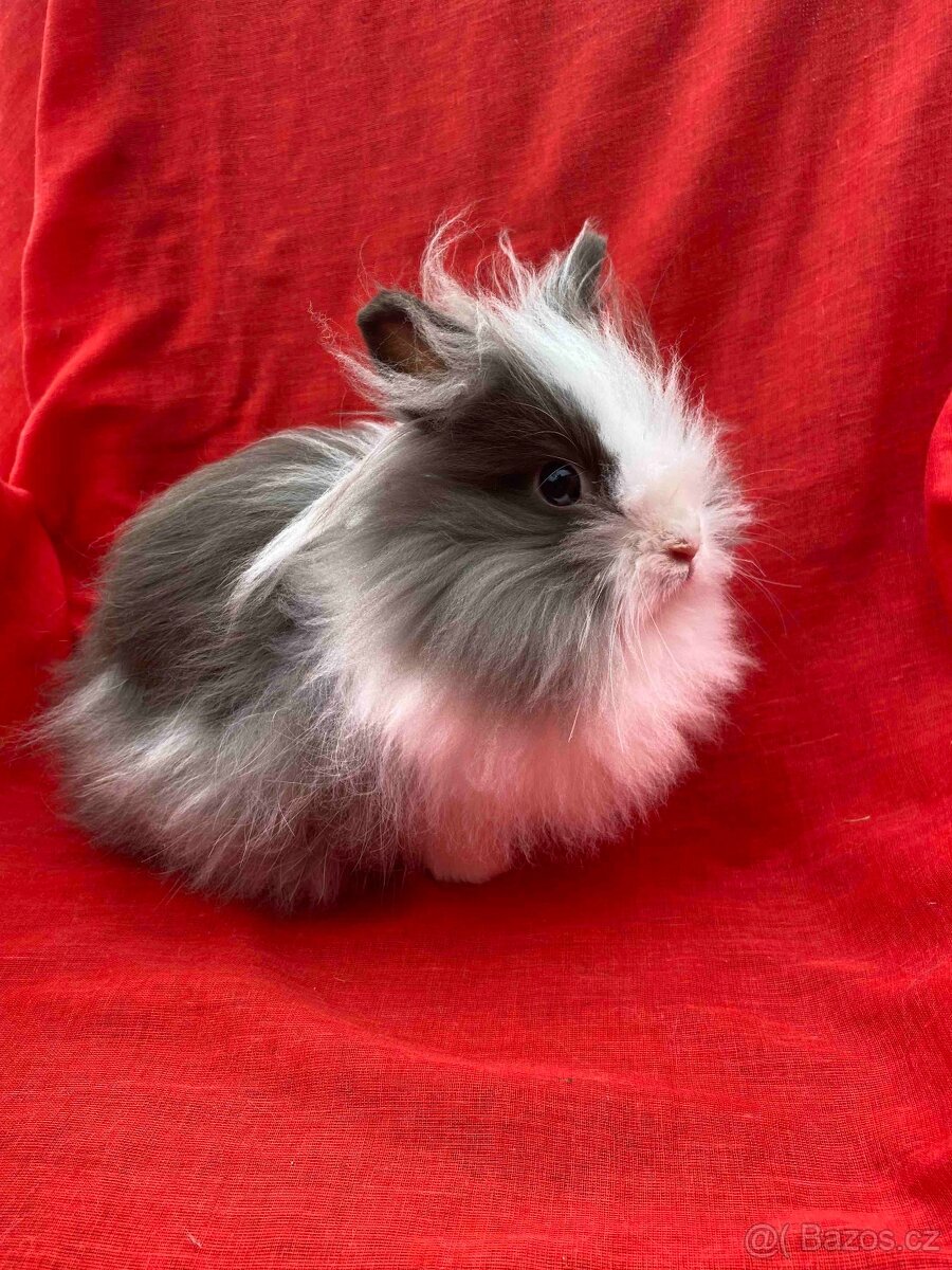 ZAKRSLÝ TEDDY KRÁLÍČEK - KRÁLÍČCI