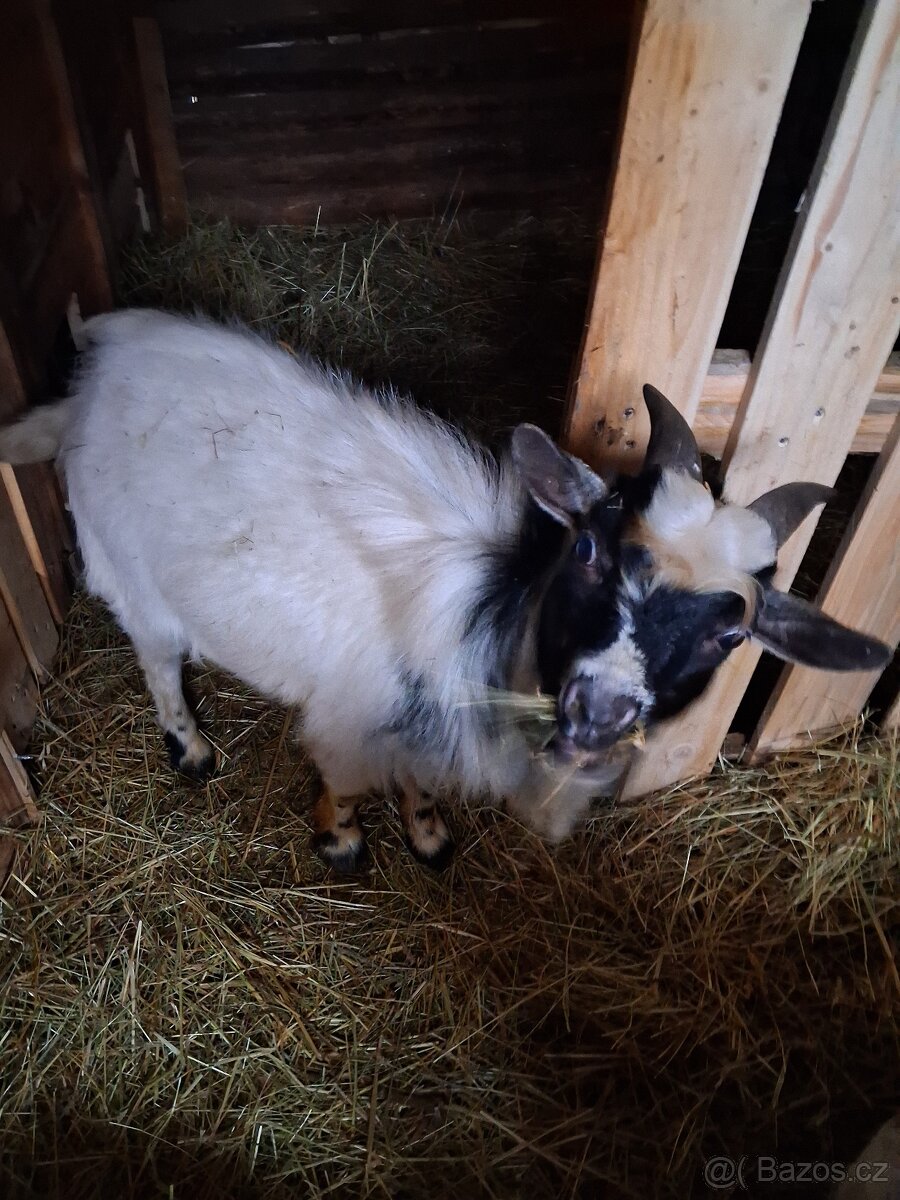 Holandská zakrslá koza.