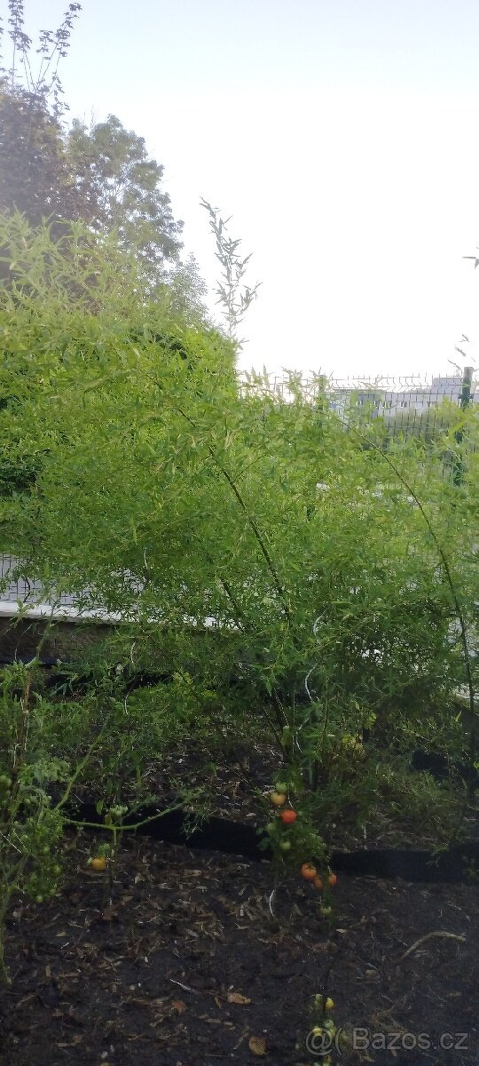 Phyllostachys Parvifolia celý velký trs. Bambus