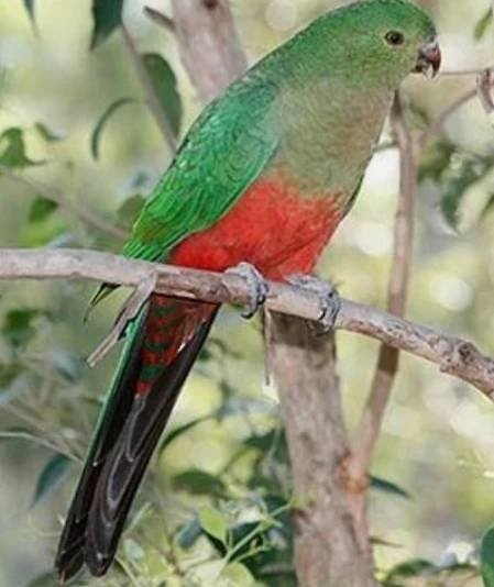 Papoušek královský 0.1 (chovná samice)