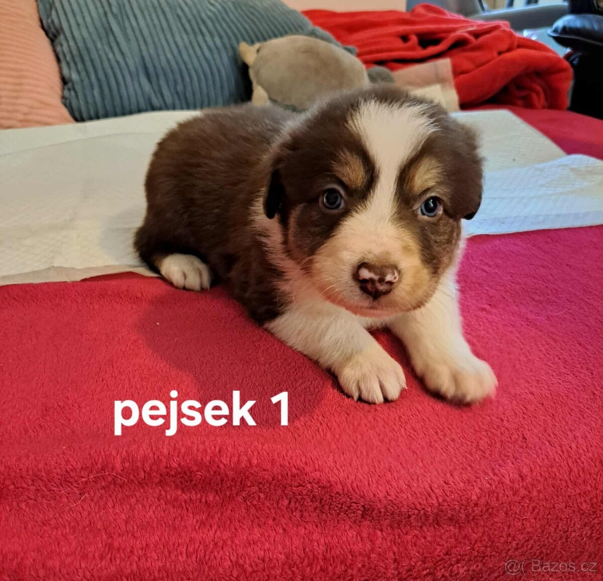 Prodáme štěňátka Border Kolie, čistokrevné, bez PP.