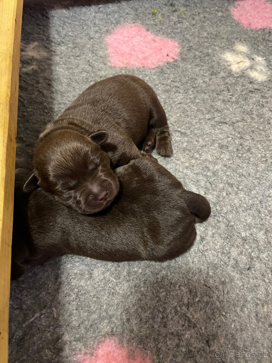 Štěňátka s PP - Labradorský retriever