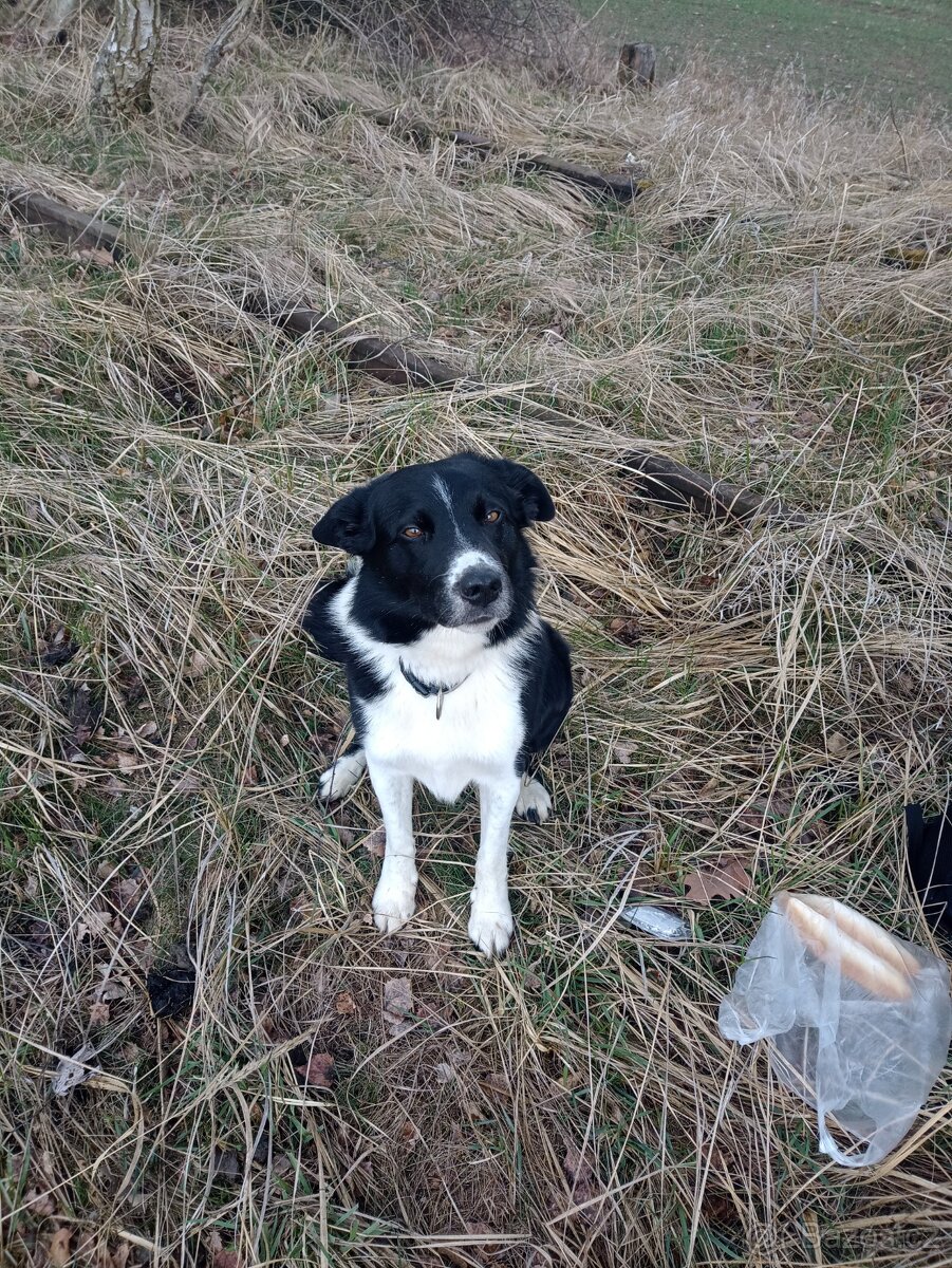Border Kolie - krytí